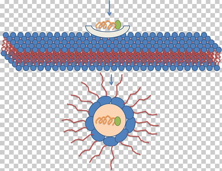 Micelle Cell-penetrating Peptide Lipid Bilayer Molecule PNG, Clipart, Area, Bilayer, Biochemistry, Biological Membrane, Blue Free PNG Download