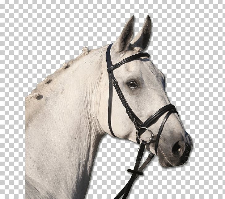 Pony Bridle Cob Equestrian Horse Tack PNG, Clipart, Bit, Bitless Bridle, Bridle, Cob, Equestrian Free PNG Download