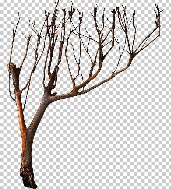 Tree Photography PNG, Clipart, Albom, Author, Branch, Branches, Christmas Tree Free PNG Download