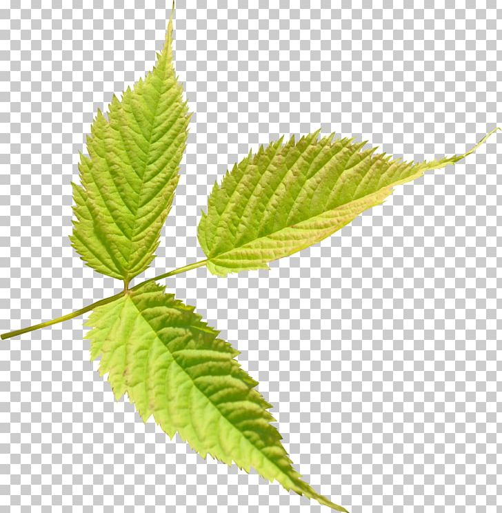 Leaf PNG, Clipart, Branch, Dots Per Inch, File Size, Flower, Leaf Free PNG Download