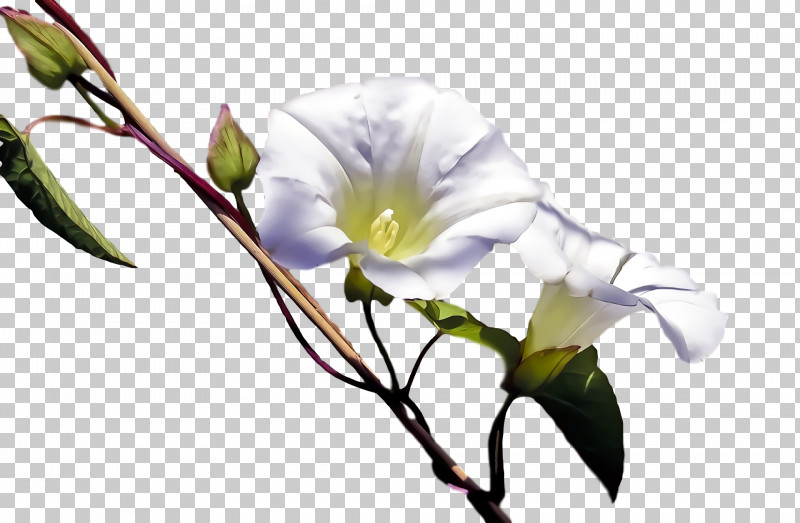 Cut Flowers Plant Stem Bud Twig Flower PNG, Clipart, Biology, Bud, Cut Flowers, Flower, Plants Free PNG Download