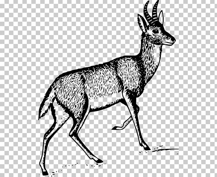 Antelope Deer PNG, Clipart, Animal, Animals, Antelope, Antler, Black And White Free PNG Download