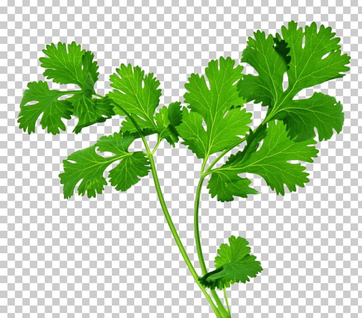 Coriander Indian Cuisine Parsley Herb Mexican Cuisine PNG, Clipart, Basil, Cooking, Coriander, Coriander Seed, Dans Free PNG Download
