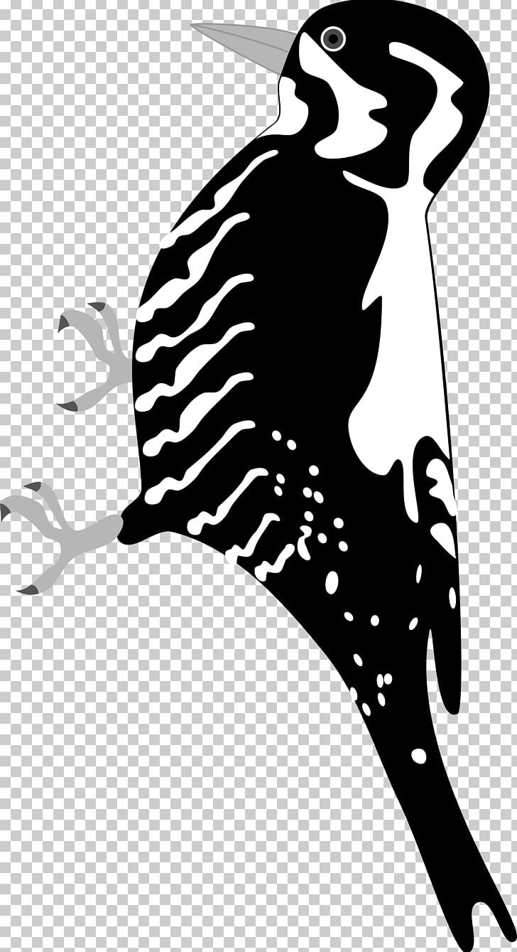 Woodpecker Bird PNG, Clipart, Animals, Art, Bird, Black And White, Computer Icons Free PNG Download