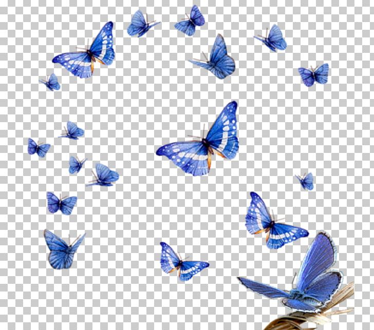 Butterfly PNG, Clipart, Blue, Butterfly, Cobalt Blue, Drawing, Encapsulated Postscript Free PNG Download