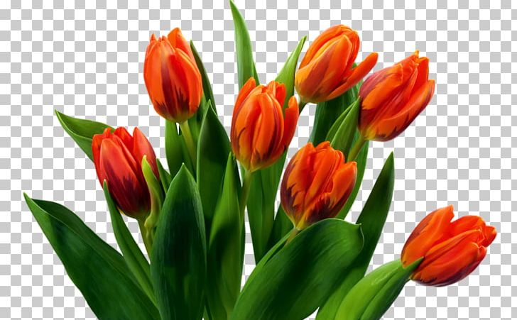 Flower Bouquet Tulip PNG, Clipart, Bud, Computer Icons, Cut Flowers, Desktop Wallpaper, Dots Per Inch Free PNG Download