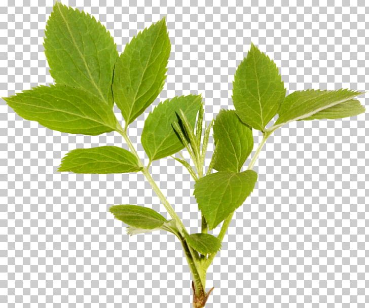 Leaf Herbalism Plant Stem Tree PNG, Clipart, Branches, Green Leaf, Herb, Herbal, Herbalism Free PNG Download