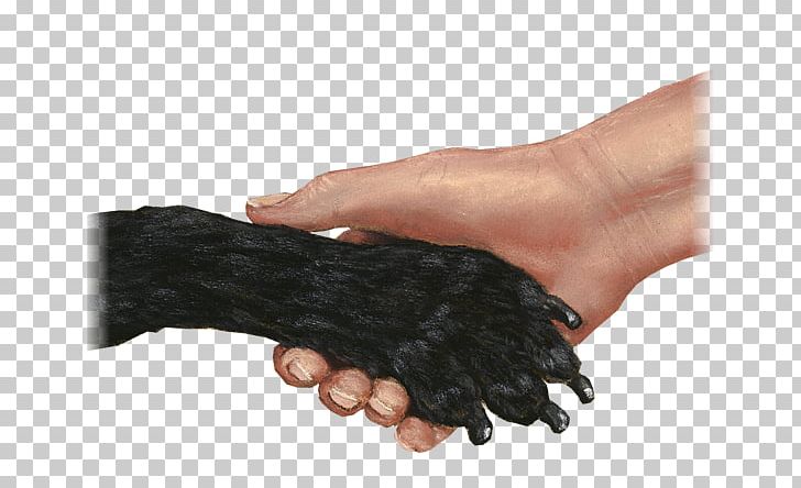 Thumb PNG, Clipart, Finger, Hand, Shake Hands, Thumb Free PNG Download