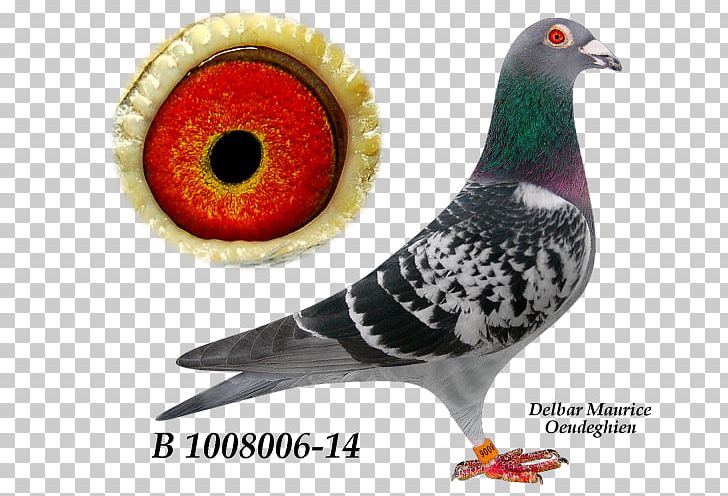 Beak PNG, Clipart, Beak, Bird, Organism, Others, Pigeons 12 0 1 Free PNG Download