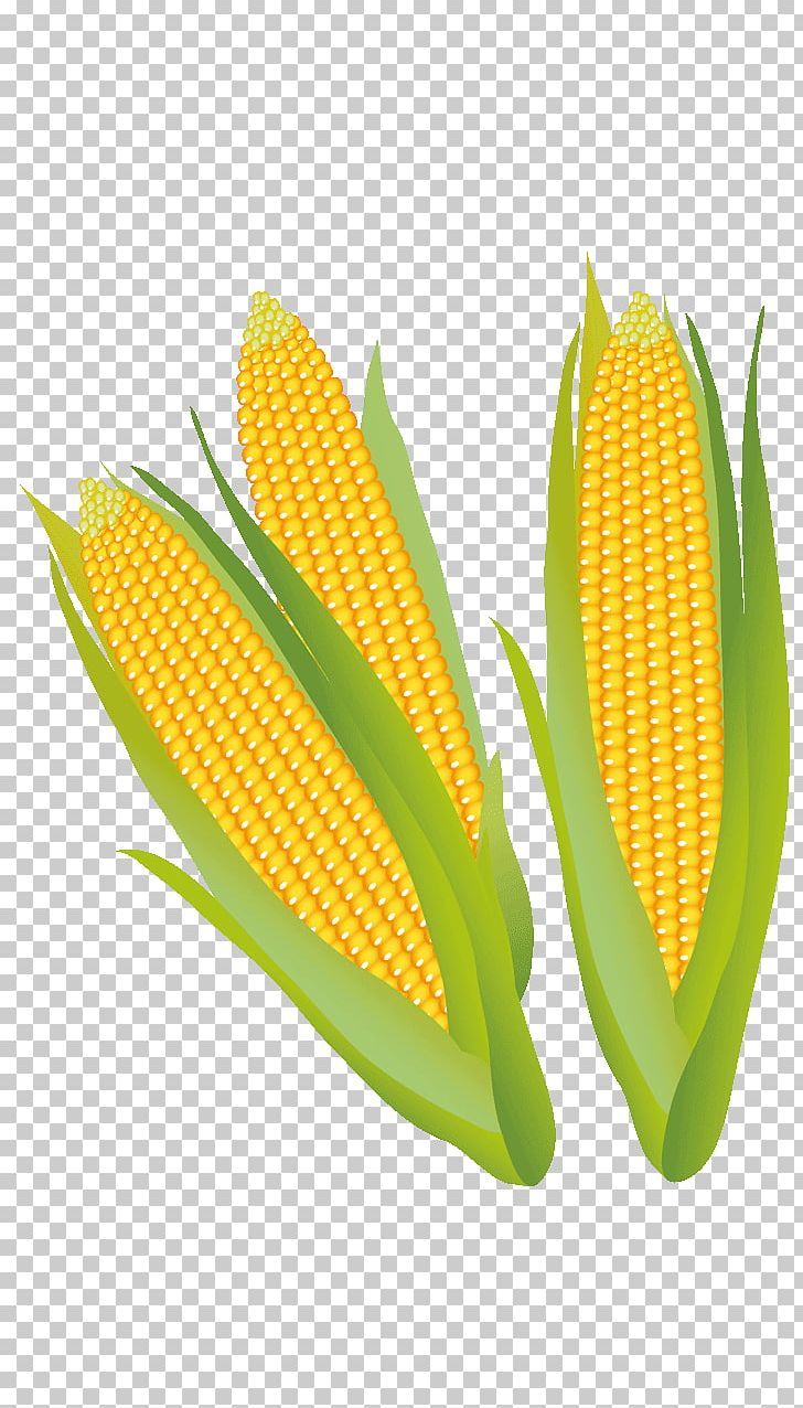 Corn On The Cob Maize PNG, Clipart, Art Museum, Clip Art, Coloring Book, Com, Commodity Free PNG Download