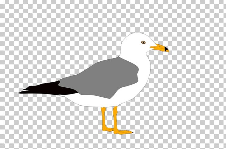 Gulls European Herring Gull Bird Duck Great Black-backed Gull PNG, Clipart, American Herring Gull, Anatidae, Animal, Animals, Beak Free PNG Download