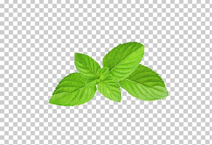 Mentha Spicata Apple Mint Peppermint Menthol Food PNG, Clipart, Autumn Leaves, Common Sage, Extract, Fall Leaves, Flavor Free PNG Download