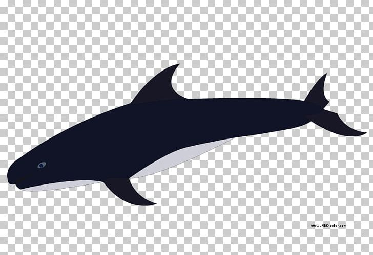 Porpoise Rough-toothed Dolphin Common Bottlenose Dolphin Killer Whale PNG, Clipart, Animals, Cetacea, Common Bottlenose Dolphin, Fauna, Fin Free PNG Download