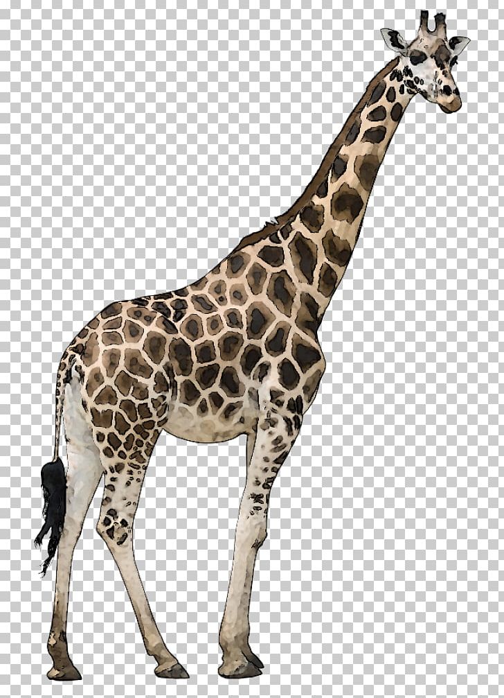 Reticulated Giraffe Stock Photography Masai Giraffe Ruminant Even-toed Ungulate PNG, Clipart, Animal, Animal Figure, Animals Clipart, Eventoed Ungulate, Fauna Free PNG Download