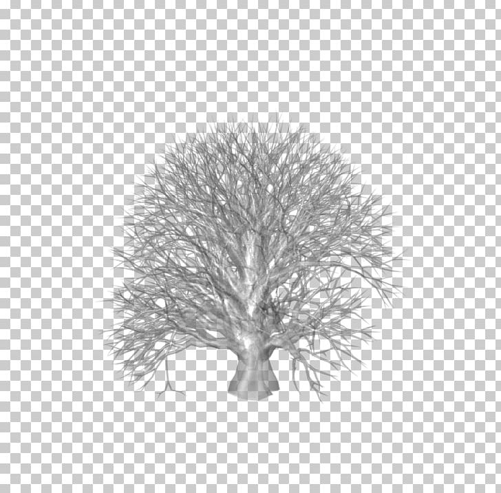 White PNG, Clipart, Black And White, Branch, Monochrome, Monochrome Photography, Others Free PNG Download