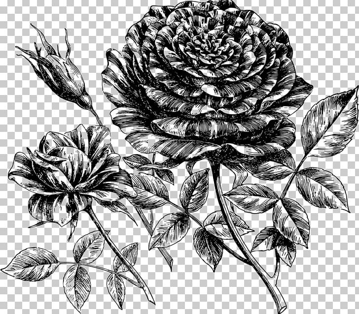 Drawing PNG, Clipart, Black And White, Computer Icons, Drawing, Flora, Floral Design Free PNG Download