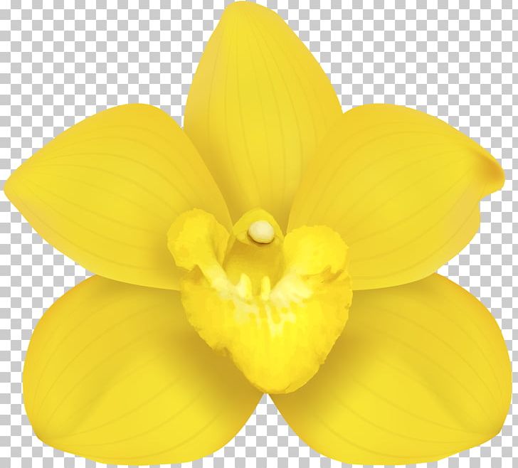 Moth Orchids Narcissus Yellow Petal PNG, Clipart, Clip Art, Clipart, Closeup, Flower, Flowering Plant Free PNG Download