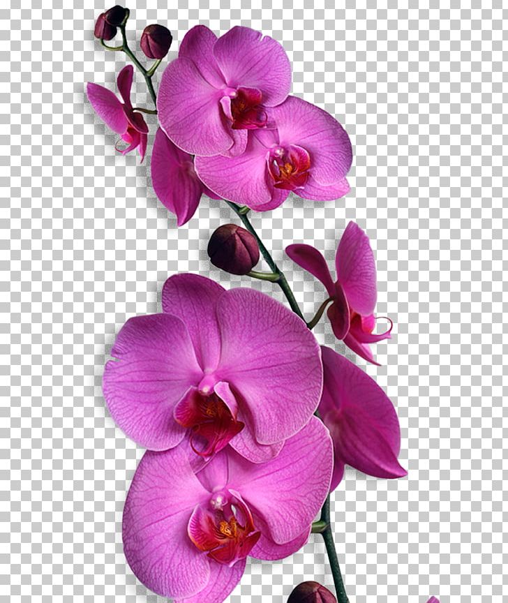 Orchids Phalaenopsis Amabilis Flower Bunga Nasional Indonesia PNG, Clipart, Arabian Jasmine, Budidaya Anggrek, Bunga Nasional Indonesia, Dendrobium, Flowering Plant Free PNG Download