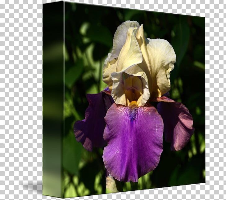 Orris Root Iris PNG, Clipart, Flower, Flowering Plant, Iris, Iris Family, Iris Watercolor Free PNG Download