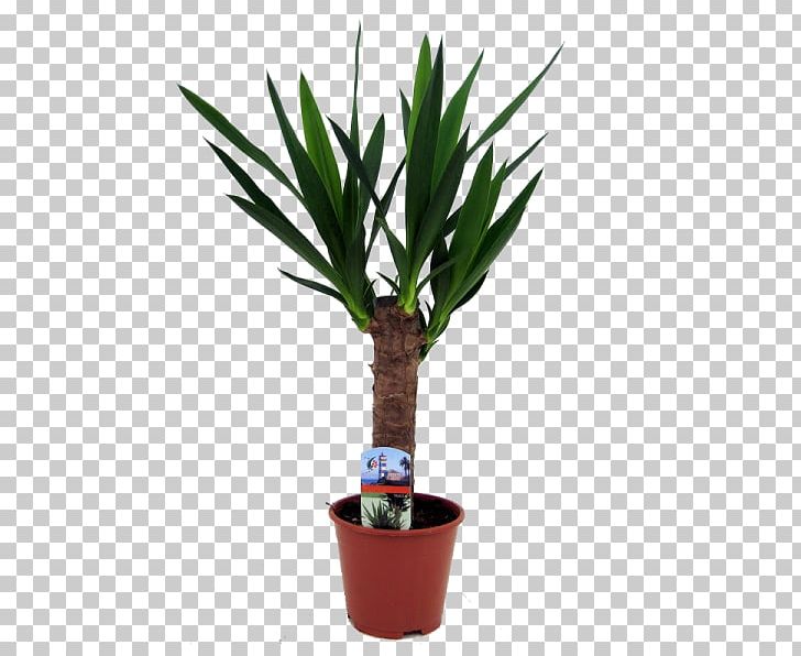 Arecaceae Yucca Flowerpot Houseplant Plant Stem PNG, Clipart, Arecaceae, Arecales, Box, Cutting, Date Palms Free PNG Download