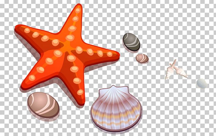 Cartoon Drawing Seashell Starfish PNG, Clipart, Animals, Animation, Balloon Cartoon, Boy Cartoon, Cartoon Free PNG Download