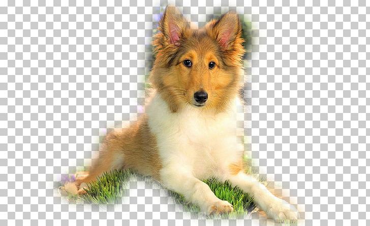 Rough Collie Shetland Sheepdog Domestic Animal Scotch Collie Cat PNG, Clipart, Animal, Animals, Breed, Carnivoran, Cat Free PNG Download