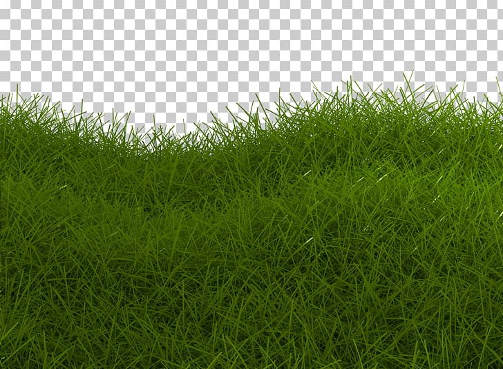 Artificial Turf Meadow Green Lawn PNG, Clipart, Artificial Turf, Background Green, Closeup, Close Up, Download Free PNG Download