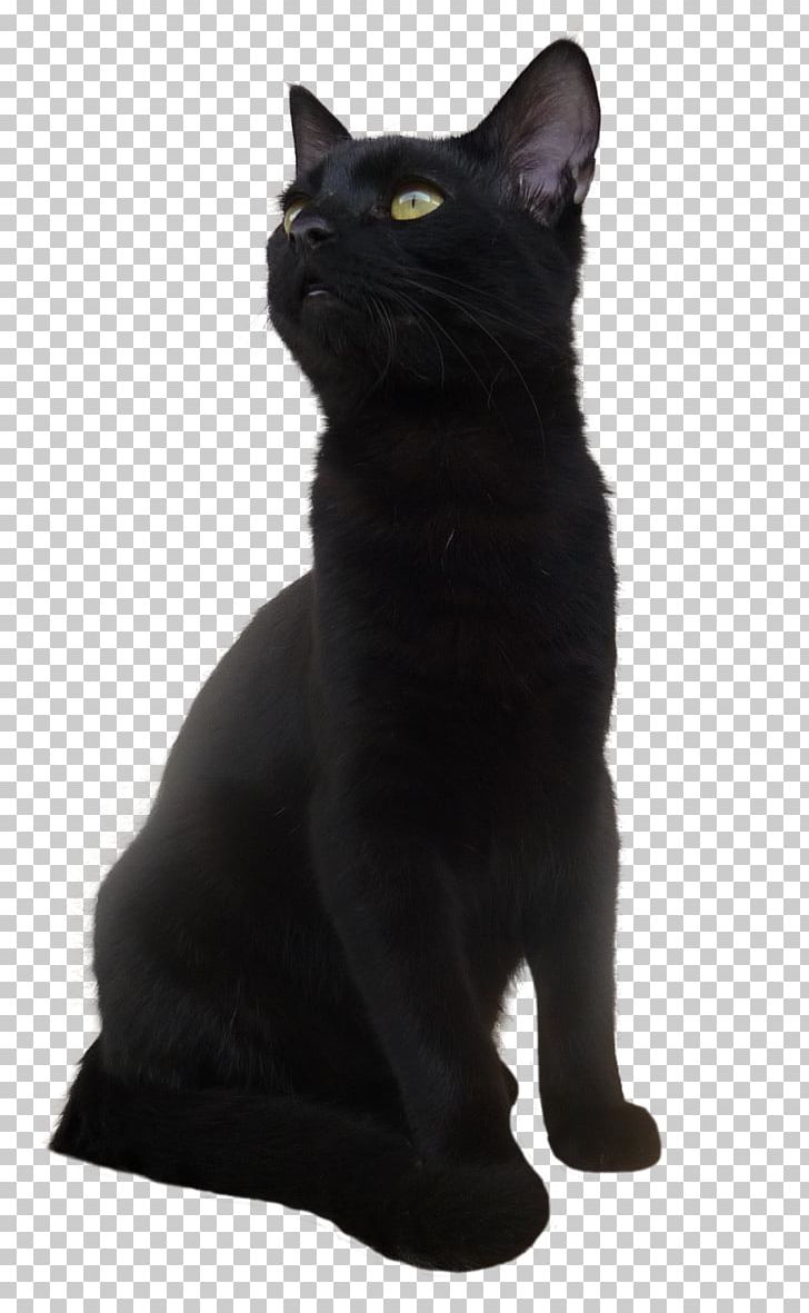 Bombay Cat Korat European Shorthair Black Cat PNG, Clipart, Animals, Asian, Black, Black And White, Black Cat Free PNG Download