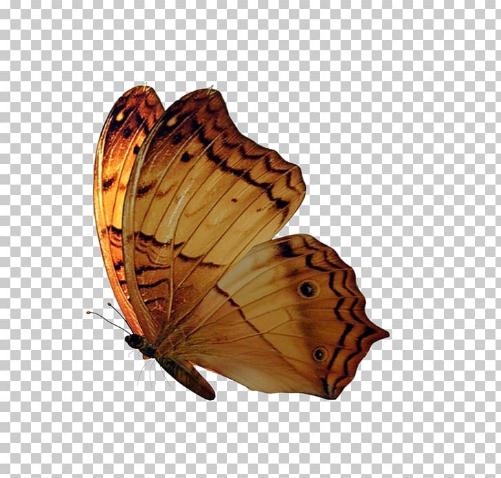 Butterfly Rendering Tutorial PNG, Clipart, Adobe Animate, Adobe Fireworks, Arthropod, Brush Footed Butterfly, Butterfly Free PNG Download