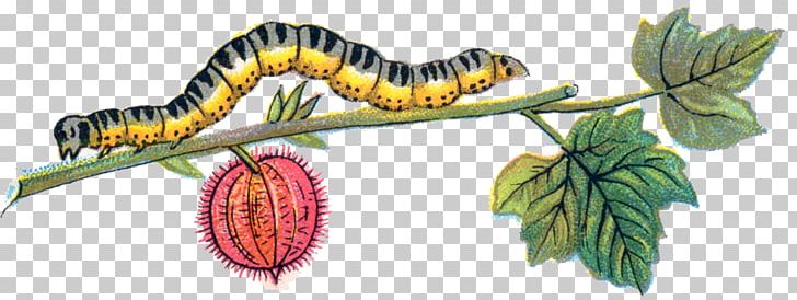 Caterpillar PNG, Clipart, Caterpillar Free PNG Download