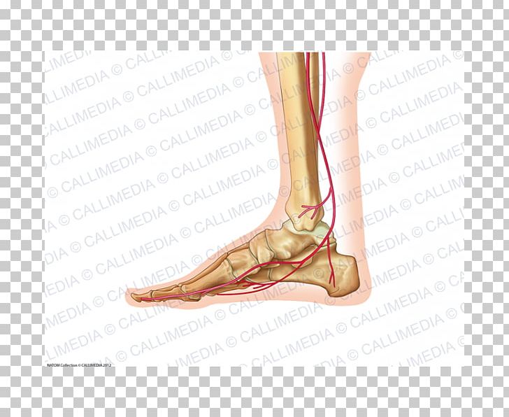 Foot Ankle Human Body Anatomy Artery PNG, Clipart, 360 Degrees, Anatomy, Ankle, Arm, Artery Free PNG Download