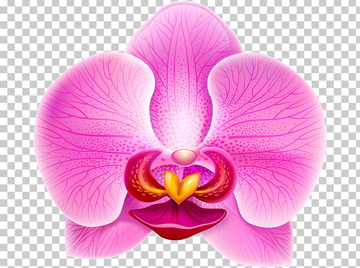 Orchids Violet PNG, Clipart, Clip Art, Color, Flower, Flowering Plant, Lilac Free PNG Download