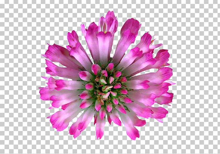 Red Clover Flower PNG, Clipart, Annual Plant, Chrysanths, Clover, Cut Flowers, Floral Symmetry Free PNG Download