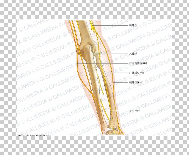 Thumb Elbow Nerve Anatomy Forearm PNG, Clipart, Abdomen, Anatomical Terms Of Location, Anatomy, Angle, Arm Free PNG Download