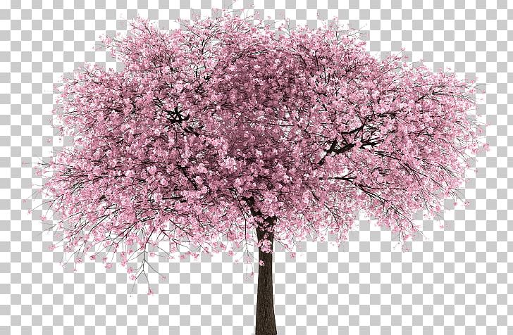 Cherry Blossom Tree PNG, Clipart, Blossom, Branch, Cherry, Cherry Blossom, Cherry Pink Free PNG Download