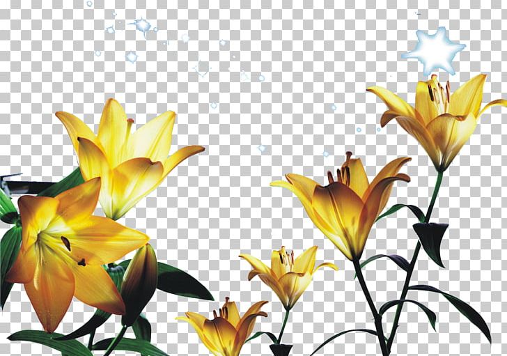 Tiger Lily Yellow Flower PNG, Clipart, Advertisement Poster, Background Vector, Computer Wallpaper, Creative Posters, Event Poster Free PNG Download