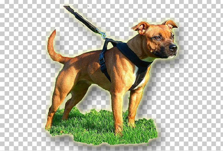 American Pit Bull Terrier Dog Breed American Staffordshire Terrier PNG, Clipart, American Bulldog, American Pit Bull Terrier, American Staffordshire Terrier, Bicycle, Black Free PNG Download