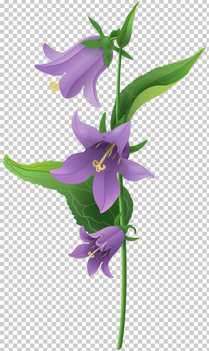 Campanula Rapunculoides Flower PNG, Clipart, Bell, Bell Clipart, Bellflower Family, Bellflowers, Blue Free PNG Download