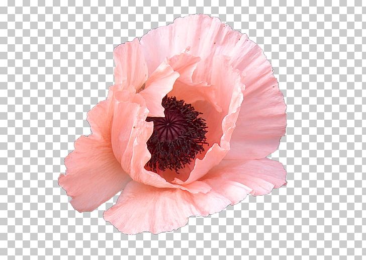 Peony Cut Flowers Pink M Petal PNG, Clipart, Cut Flowers, Flower, Flowering Plant, Peach, Peony Free PNG Download