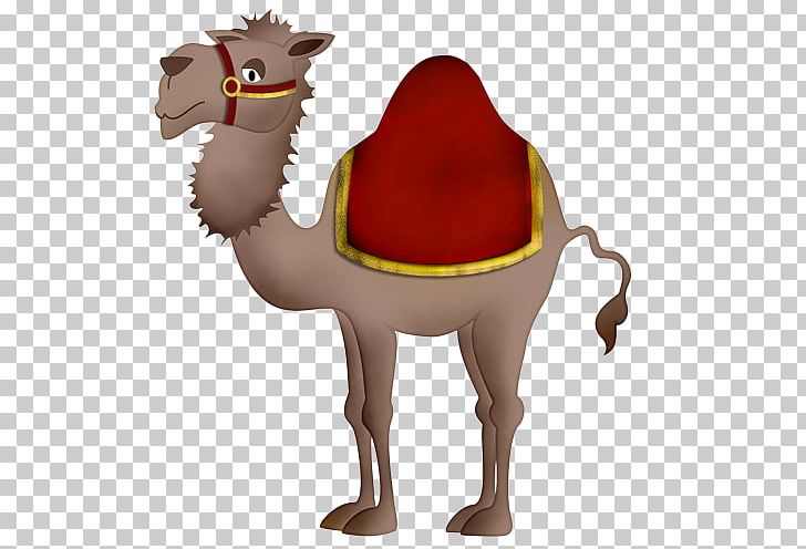 Baby Camels Bactrian Camel Dromedary PNG, Clipart, Animation, Arabian Camel, Baby Camels, Bactrian Camel, Camel Free PNG Download
