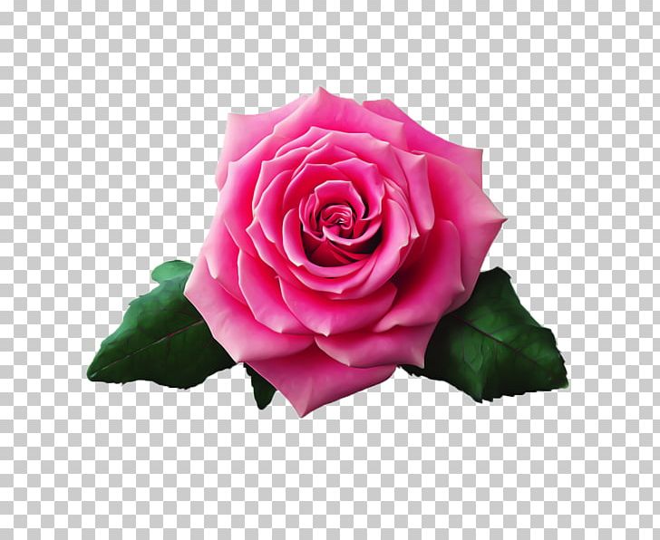 Beach Rose Still Life: Pink Roses Flower Garden Roses PNG, Clipart, Annual Plant, Beach, Blue, Blue Rose, China Rose Free PNG Download
