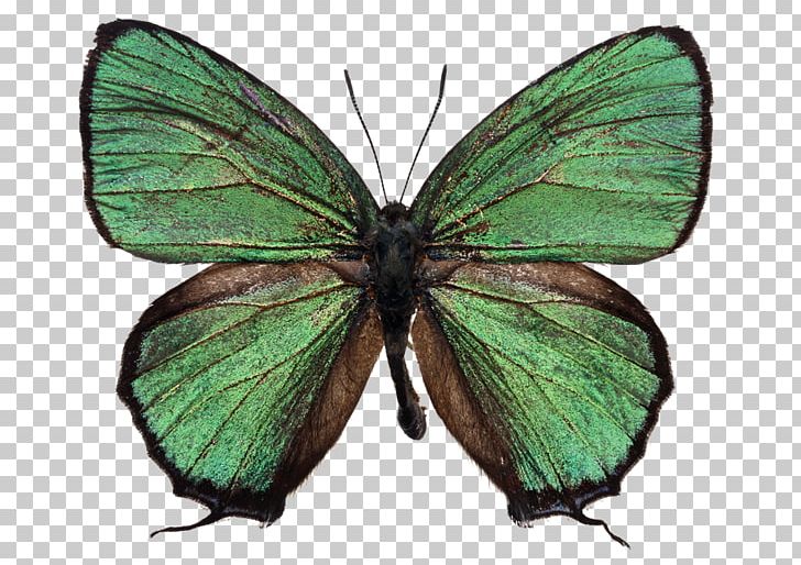 Butterfly Stock Photography Green PNG, Clipart, Bird, Brush Footed Butterfly, Desktop Wallpaper, Insects, Leaf Free PNG Download