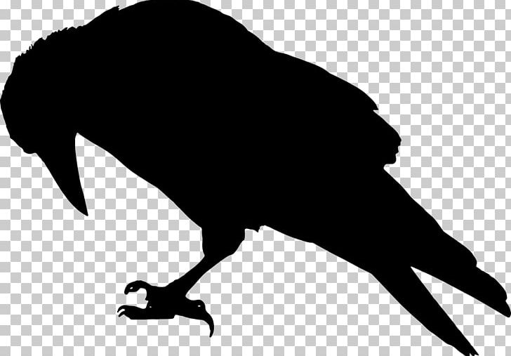 Common Raven Bird Silhouette PNG, Clipart, Animals, Beak, Bird, Black And White, Common Raven Free PNG Download
