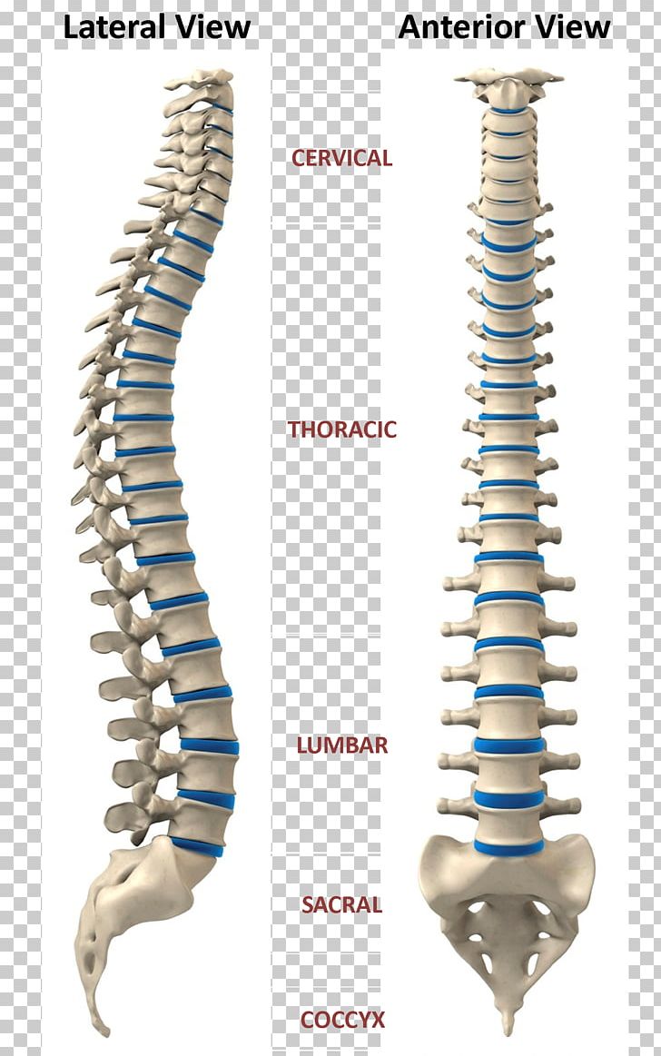 Craniosacral Therapy Scoliosis Surgery Vertebral Column Human Skeleton PNG, Clipart, Cervical, Chiropractic, Chiropractor, Coccyx, Craniosacral Therapy Free PNG Download