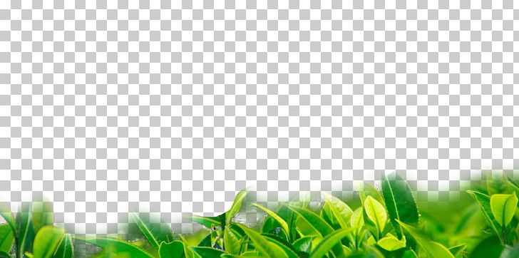 Green Tea Biluochun Chrysanthemum Tea Camellia Sinensis PNG, Clipart, Background Green, Bud, Computer Wallpaper, Euclidean Vector, Food Drinks Free PNG Download