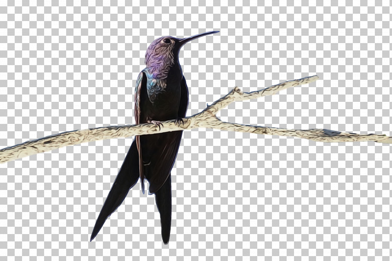 Hummingbird PNG, Clipart, Beak, Bird, Coraciiformes, Cuculiformes, Hummingbird Free PNG Download