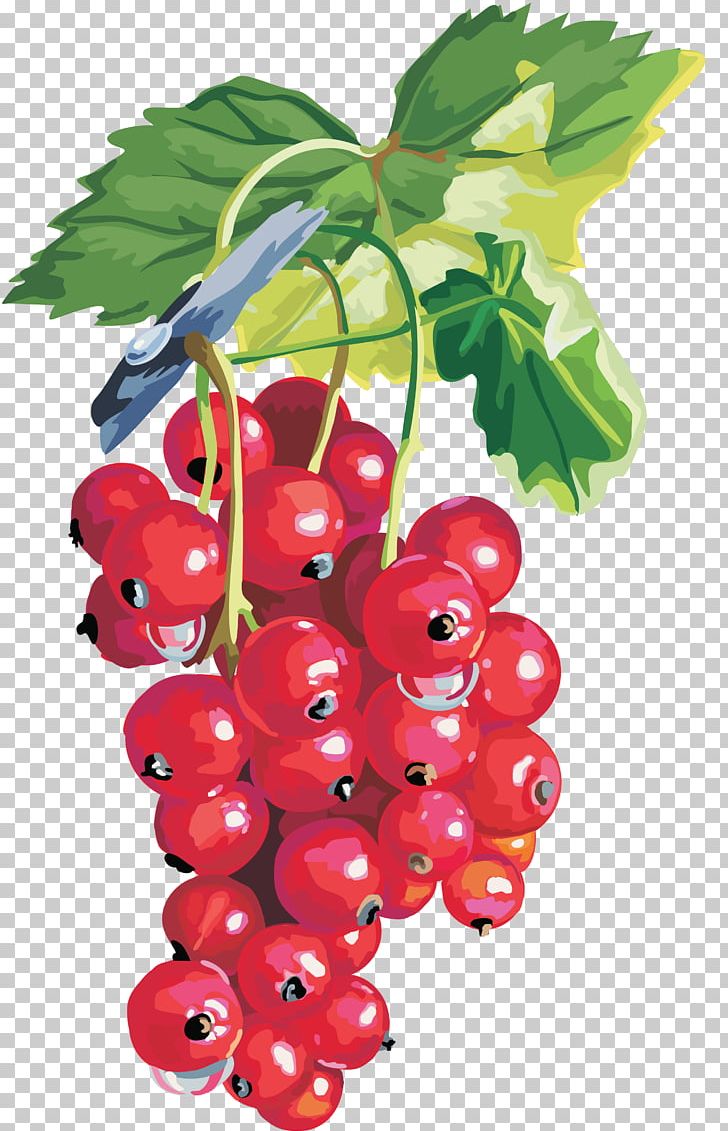 Blackcurrant Redcurrant Gooseberry Shrub PNG, Clipart, Berries, Berry, Bilberry, Blackcurrant, Cherry Free PNG Download