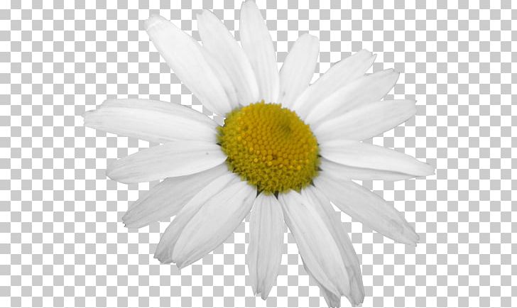 Common Daisy Oxeye Daisy Photography Daisy Family Flower PNG, Clipart, Argyranthemum Frutescens, Beyaz, Chamaemelum Nobile, Chamomile, Chrysanthemum Free PNG Download