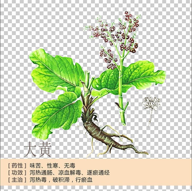 Garden Rhubarb Tea Rheum Palmatum Rhubarb Extract Herb PNG, Clipart, Branch, Car Profile, Chinese, Herbal, Herbs Free PNG Download