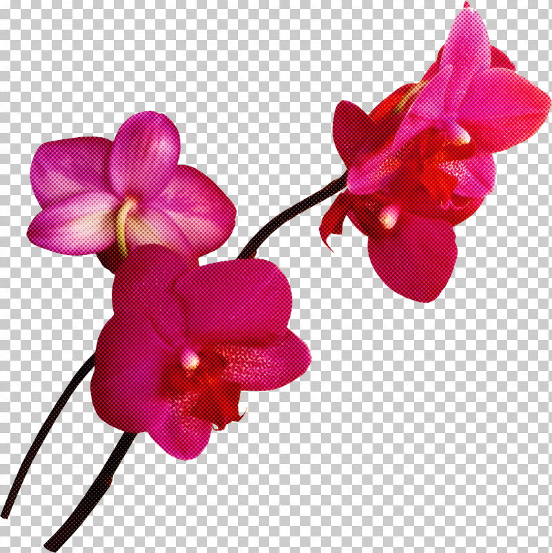 Flower Pink Petal Magenta Moth Orchid PNG, Clipart, Flower, Magenta, Moth Orchid, Petal, Pink Free PNG Download